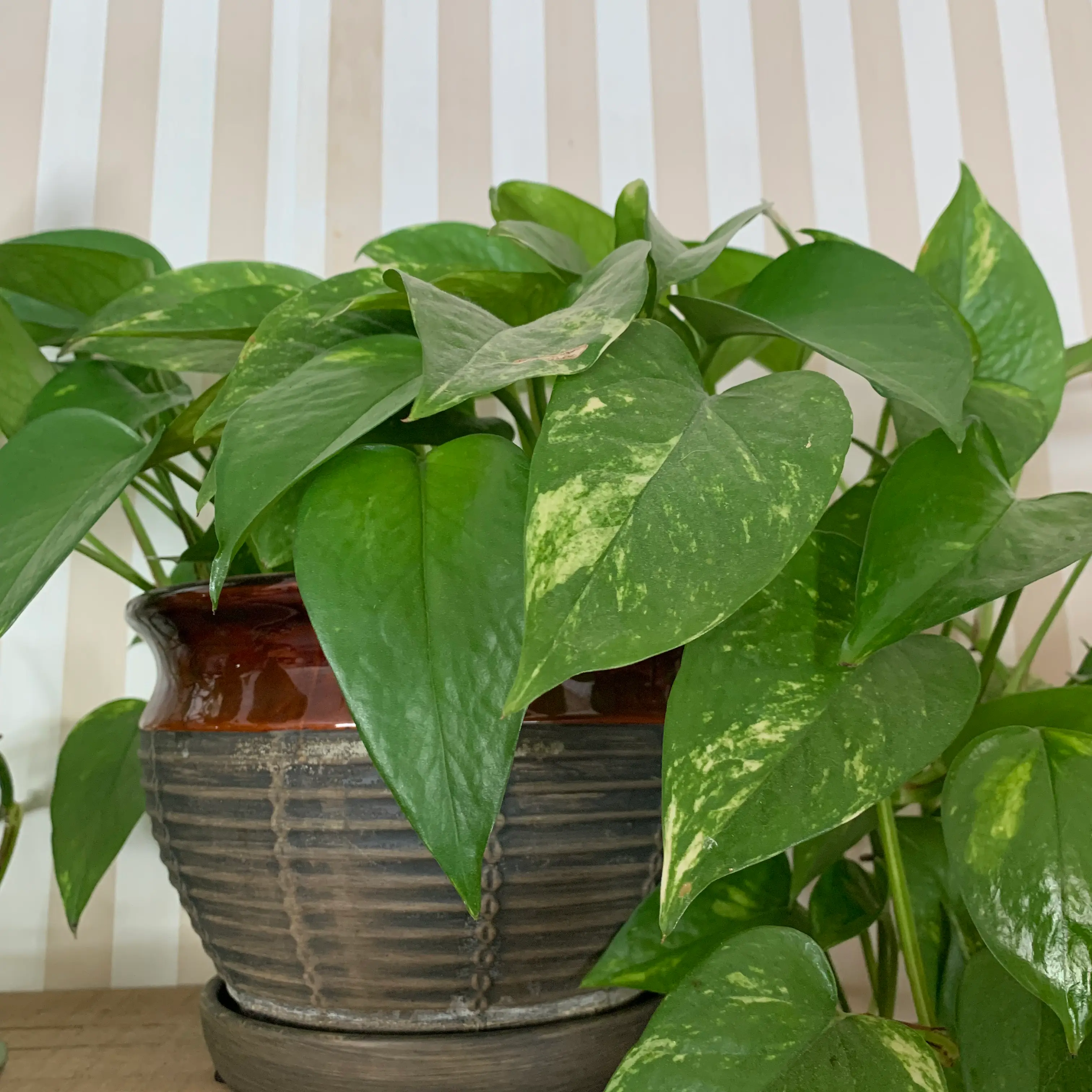 Ivy Arum plant photo by Jennifer named Pothos on Greg, the plant care app.