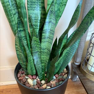 Snake Plant plant photo by Jennifer named Your plant on Greg, the plant care app.