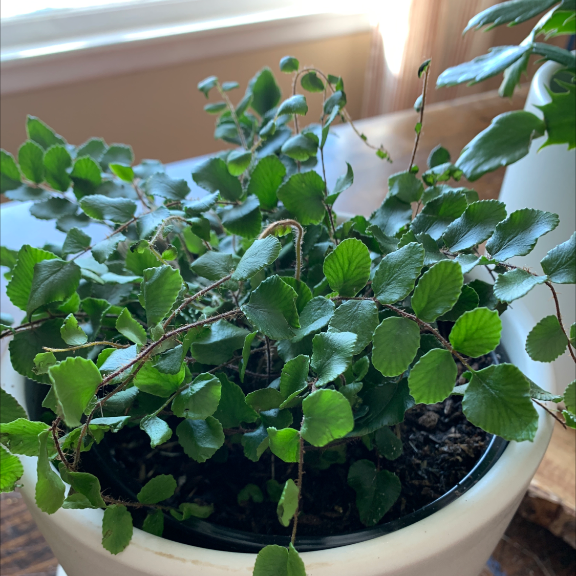 Pellaea rotundifolia plant in a white pot with vibrant green leaves.
