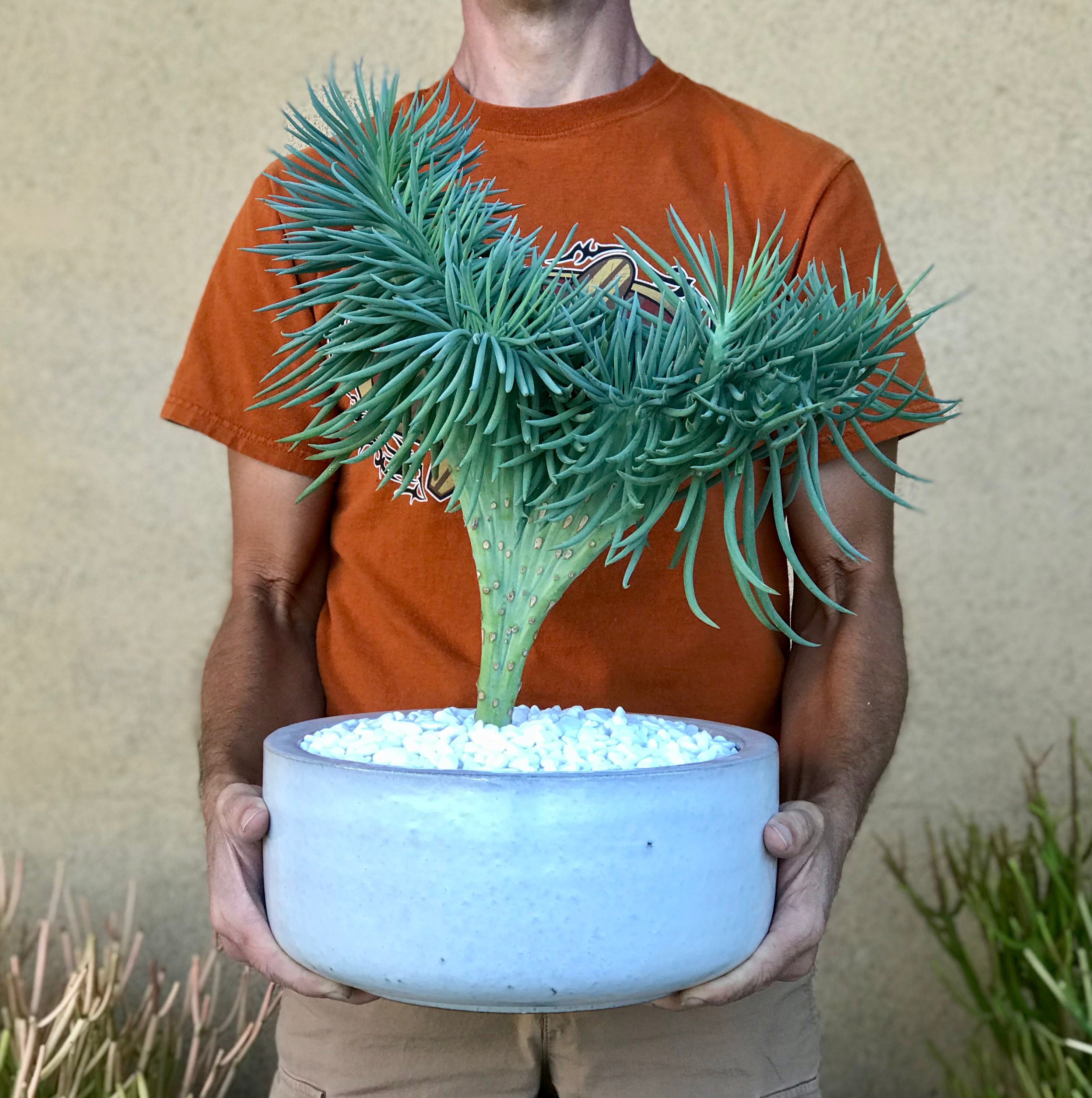 Narrow-Leaf Chalksticks plant in a white pot with white pebbles, held by a person.