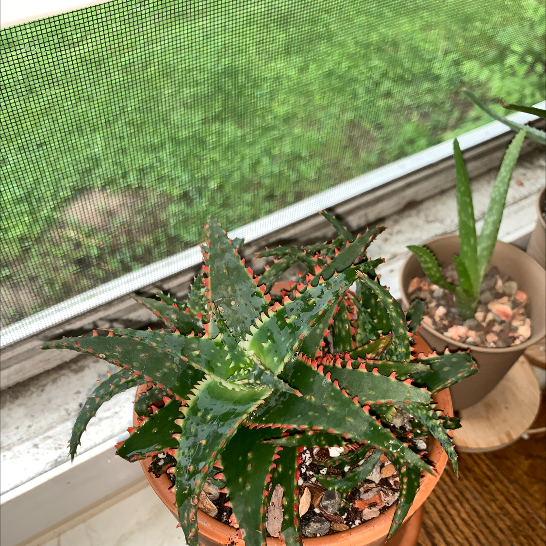A healthy Aloe 'Christmas Carol' plant in a pot with visible soil and distinct red and green leaves.
