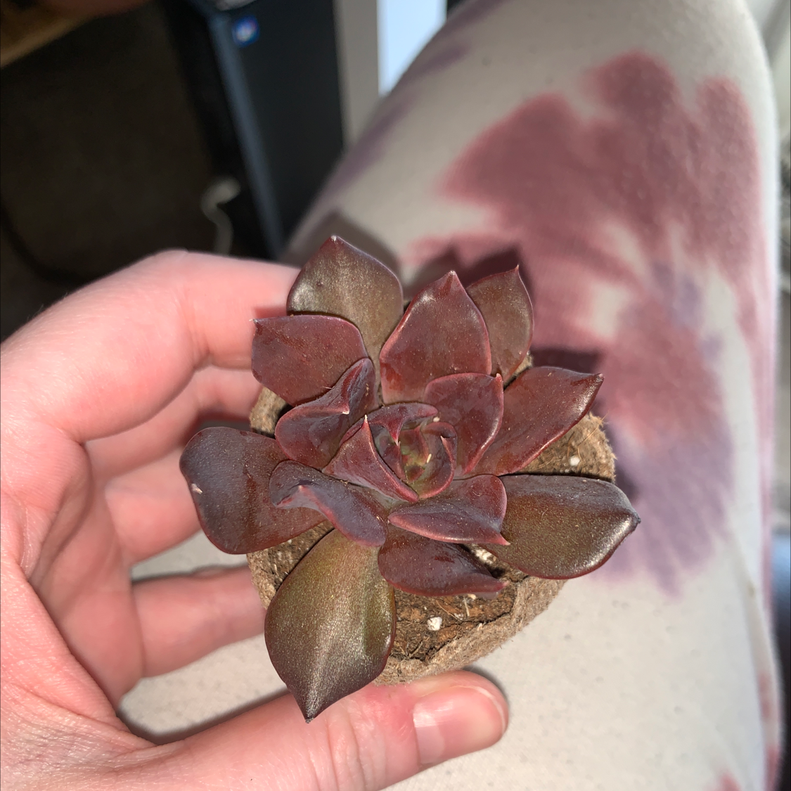 A healthy Echeveria 'Black Prince' succulent held by a hand with visible soil.