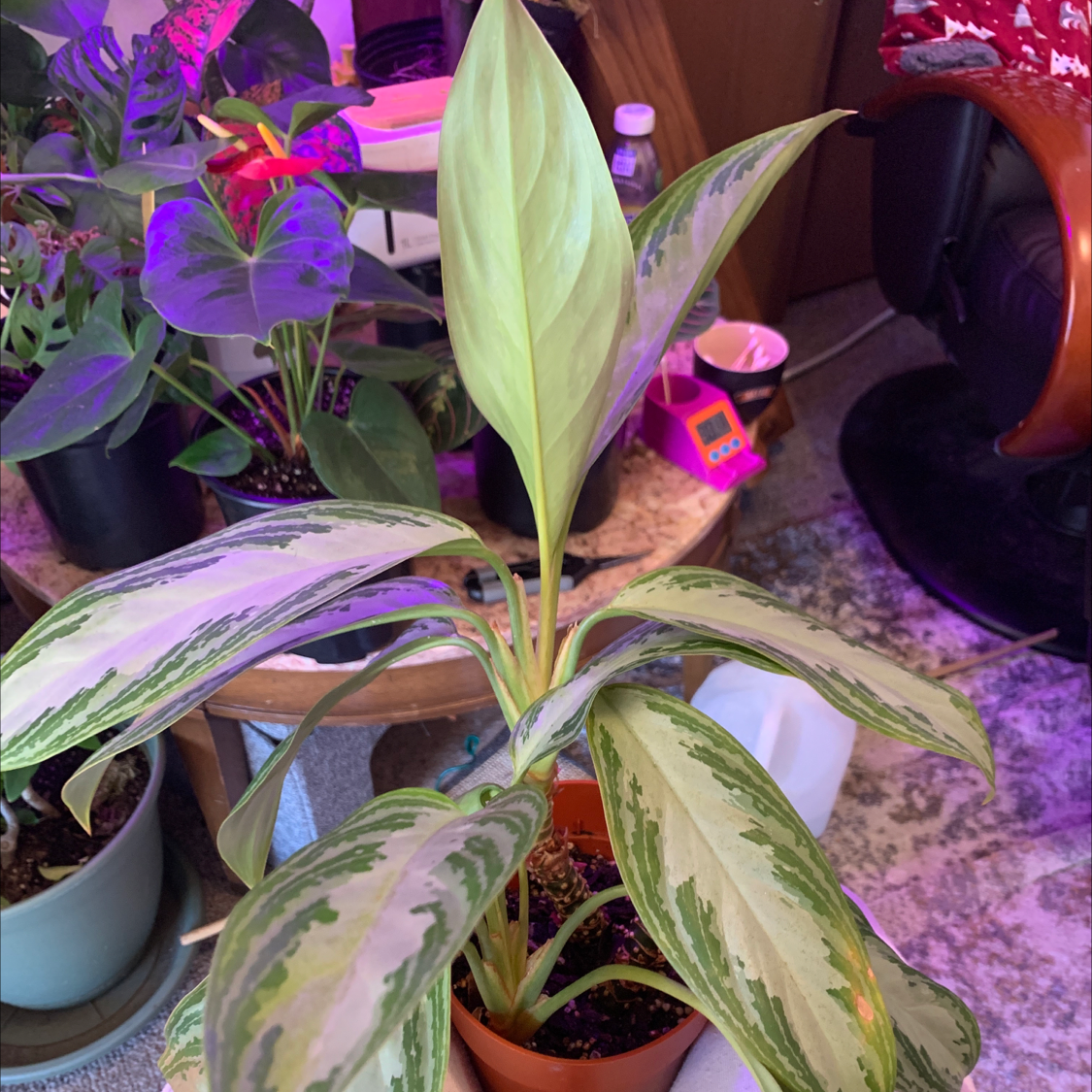 Aglaonema 'Silver Bay' plant in a pot with visible soil, well-framed and in focus.