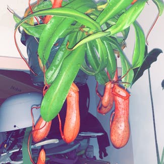 Nepenthes ventricosa Pitcher Plant plant in Somewhere on Earth