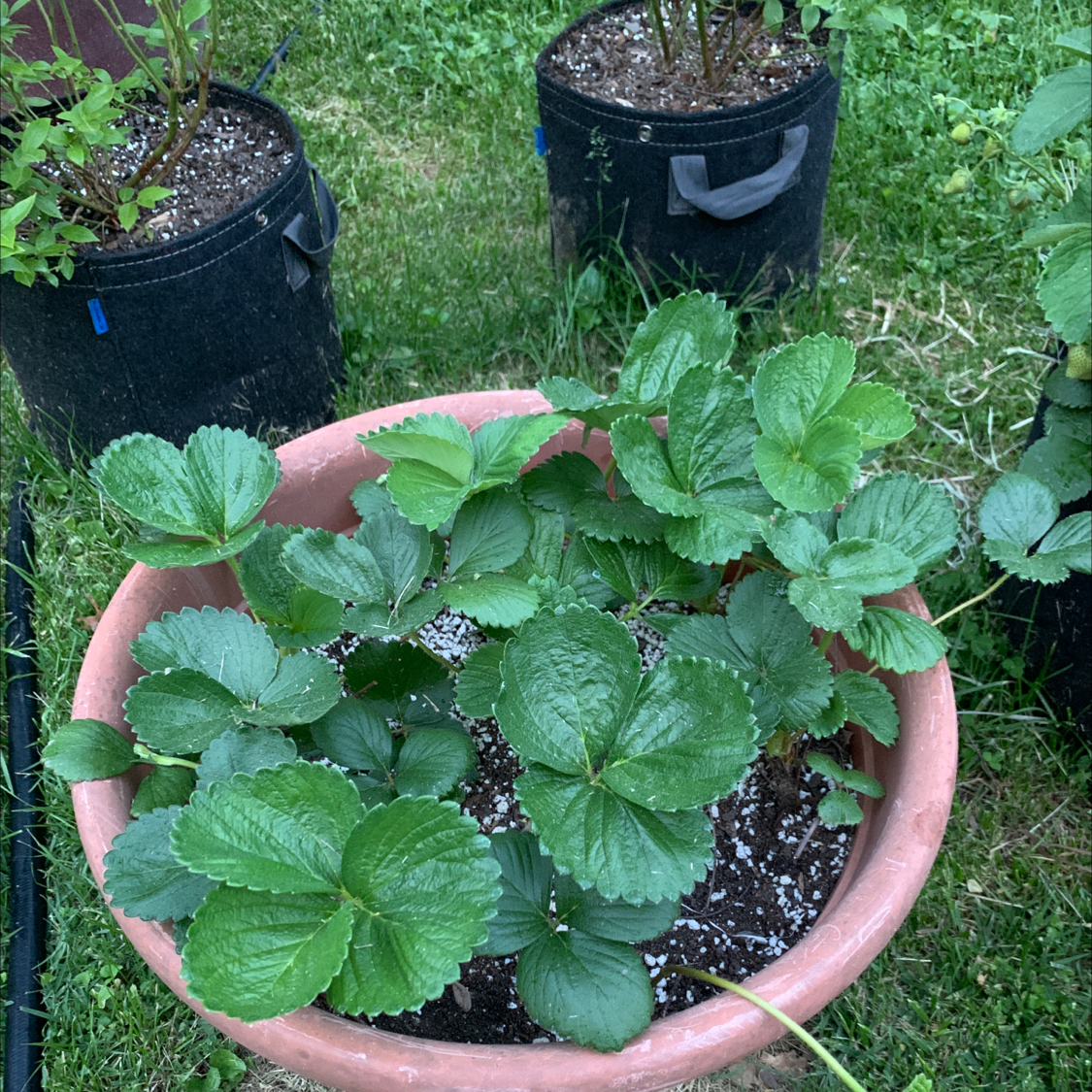 Potted Mock Strawberry plant with healthy green leaves and visible soil.