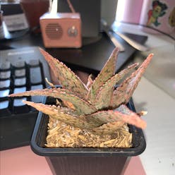 Pink Blush Aloe plant