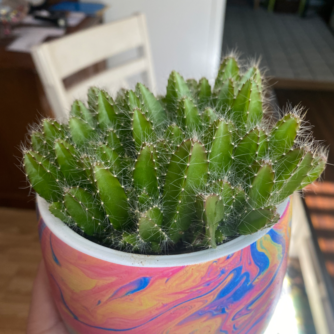 Healthy Brittle Prickly Pear cactus in a colorful pot, held by a hand.