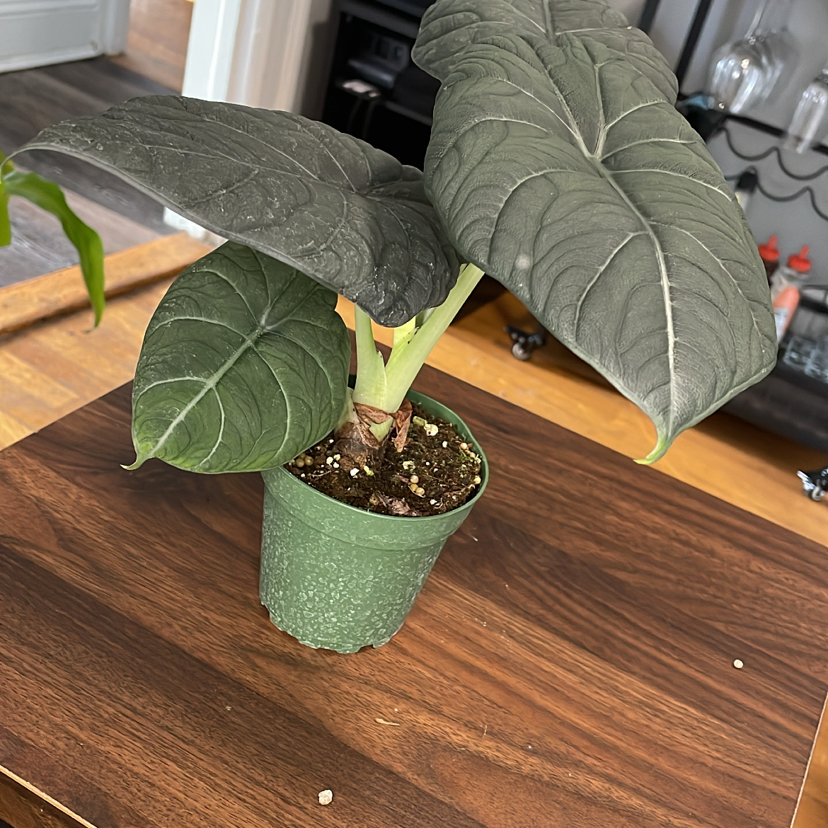 Potted Alocasia 'Maharani' plant with large, dark green leaves on a wooden surface.