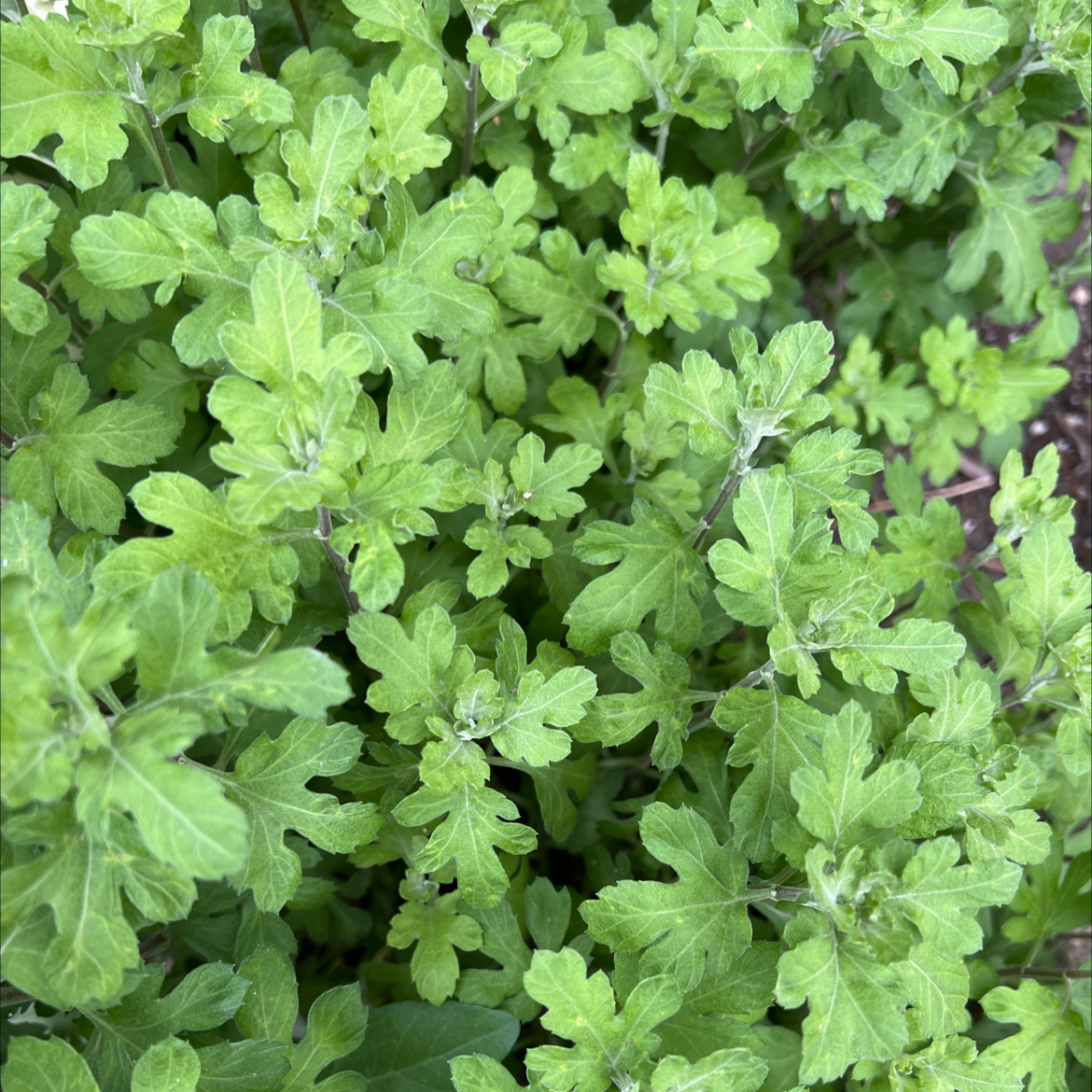 Healthy Mugwort plant with dense green leaves.