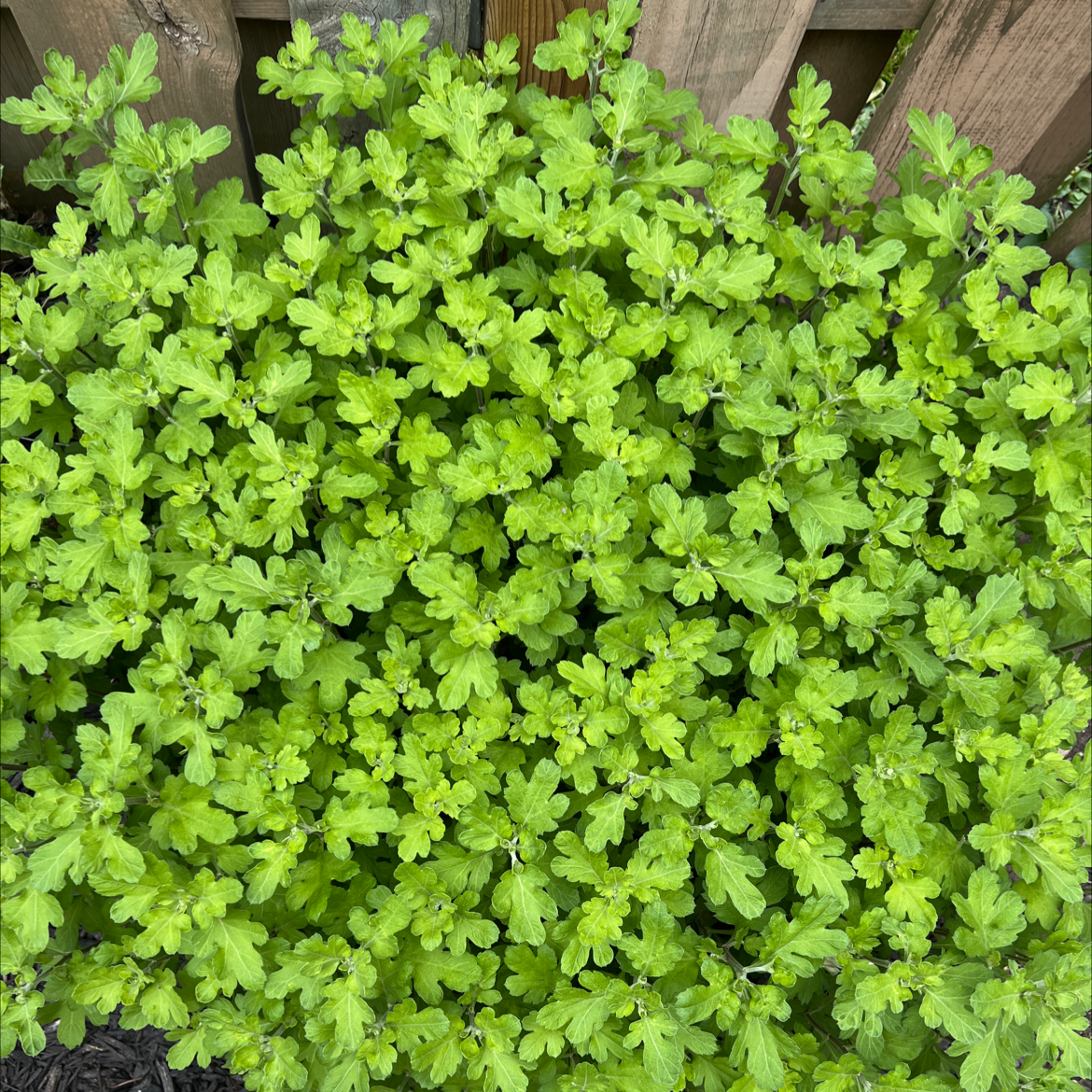 Dense cluster of green Mugwort leaves against a wooden fence.