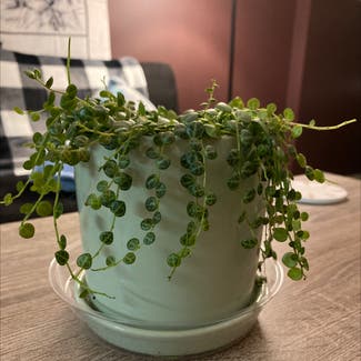 String of Pearls plant in Akron, Ohio