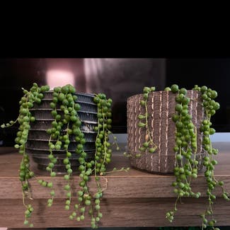 String of Pearls plant in Akron, Ohio