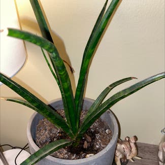 Cylindrical Snake Plant plant in Akron, Ohio