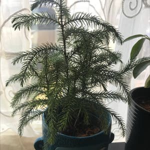 Norfolk Island Pine plant photo by Hillary named Nolfie on Greg, the plant care app.