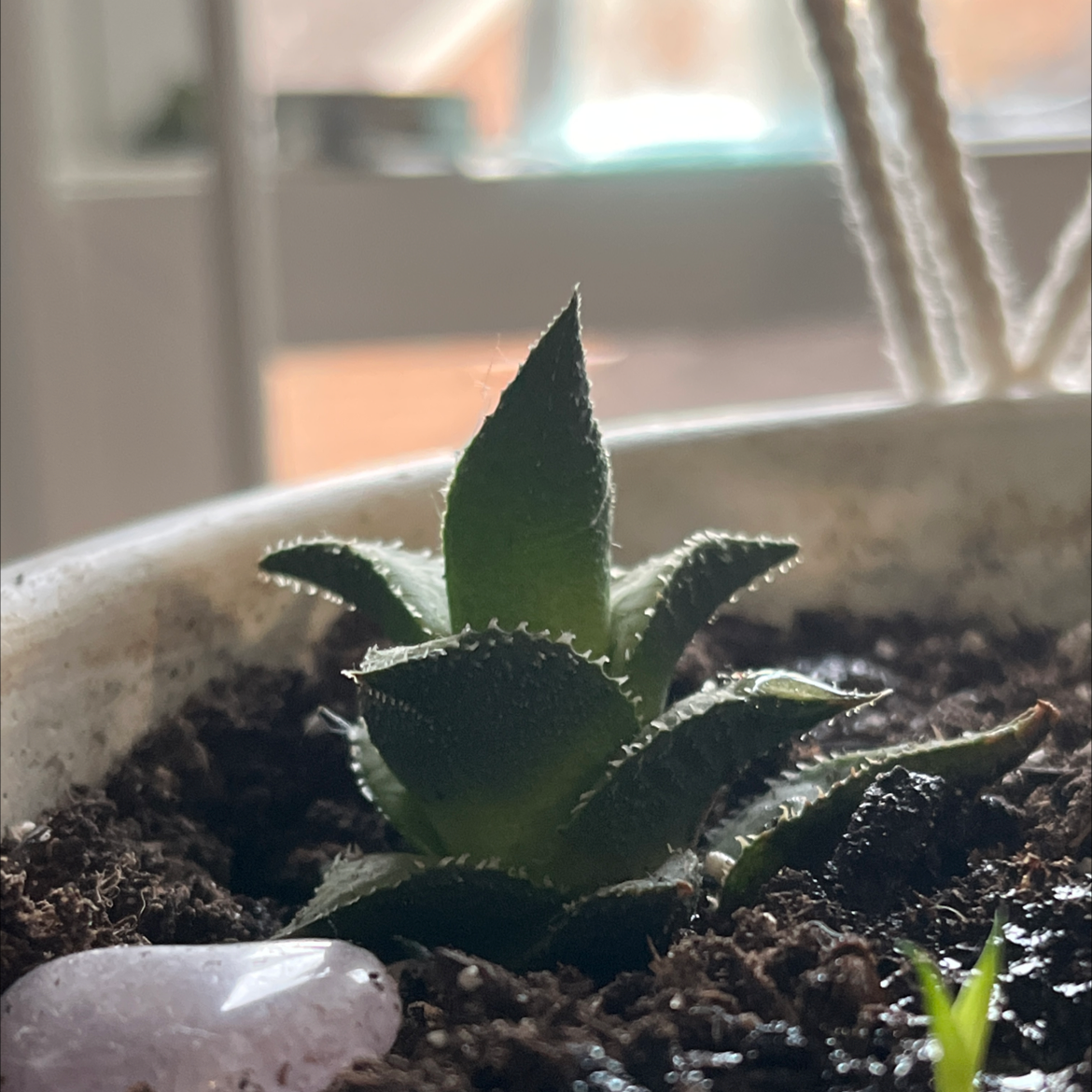 Aloe Aristata plant photo by @HaryFairy named Beryl, Liko, Phyllis on Greg, the plant care app.