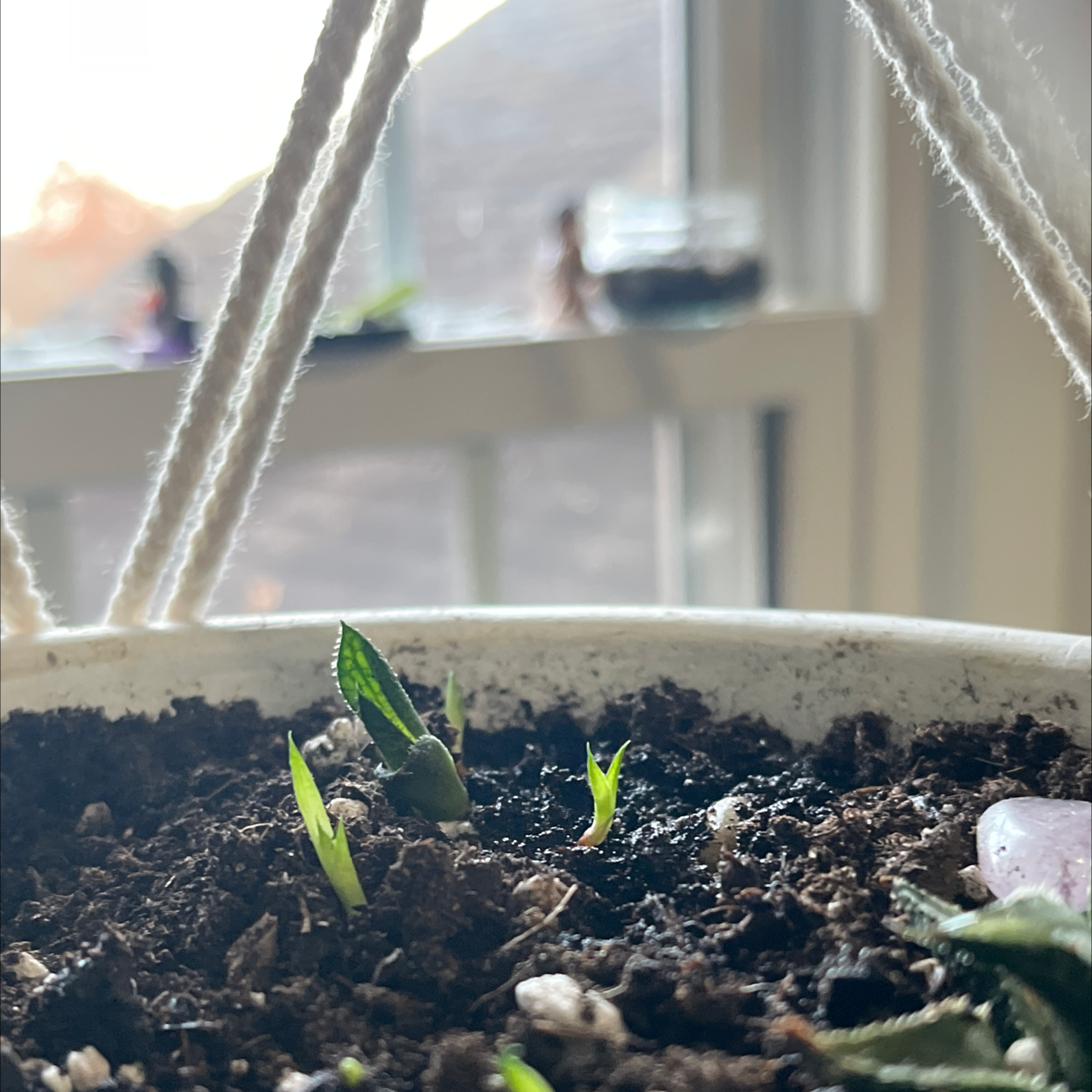 Aloe Aristata plant photo by @HaryFairy named Liko on Greg, the plant care app.