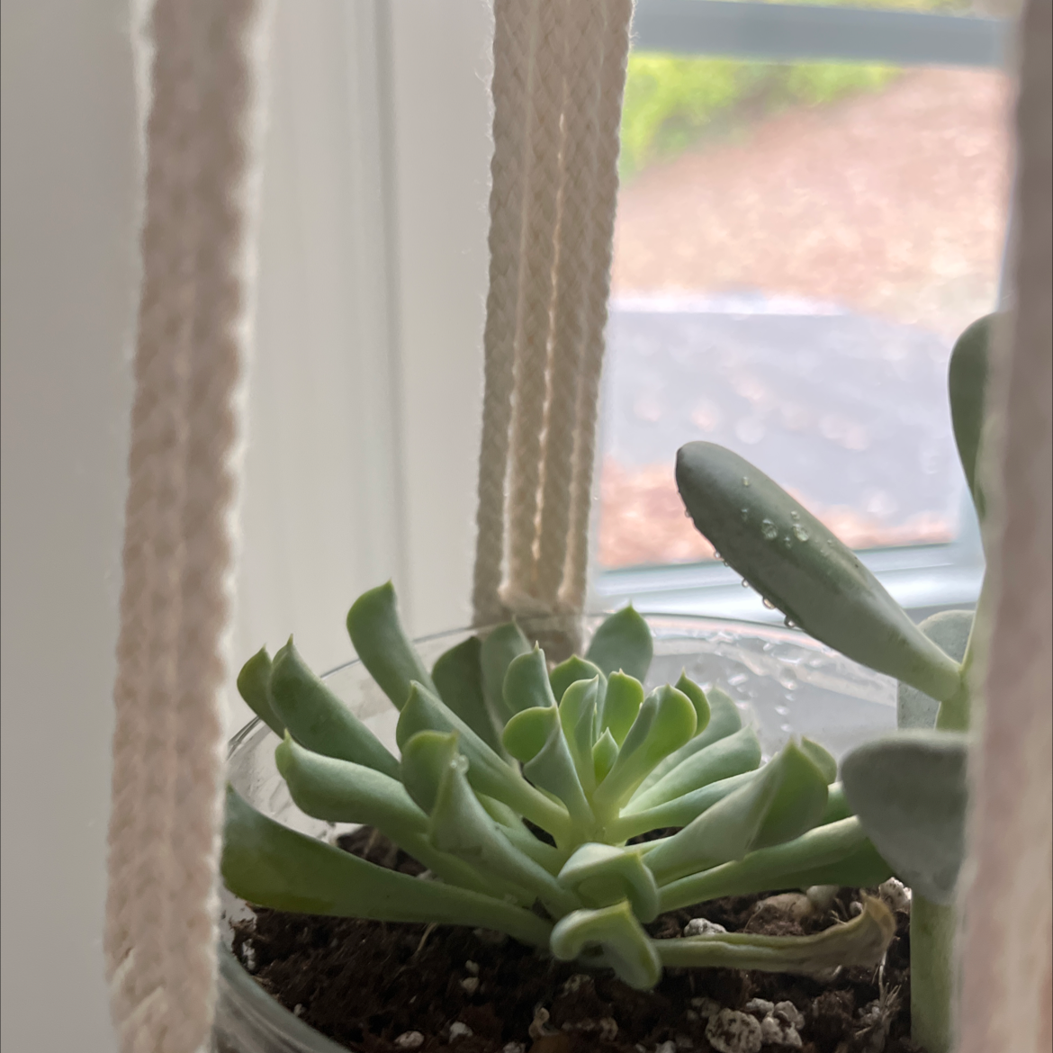 Echeveria 'Topsy Turvy' succulent in a hanging pot, appears healthy.