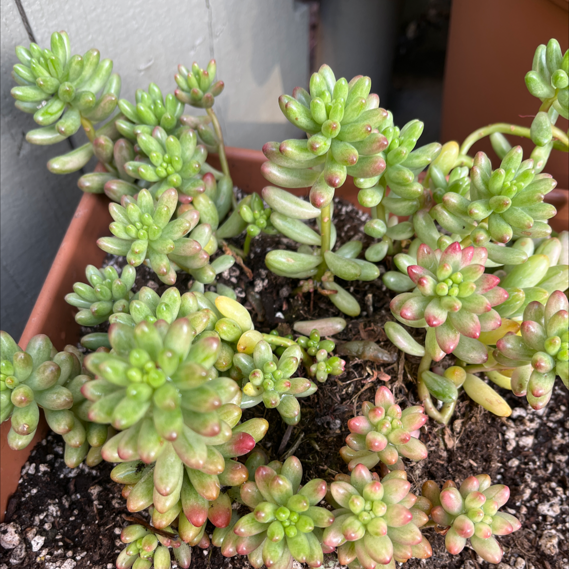 Healthy White Stonecrop succulent with green and red-tipped leaves in a pot.