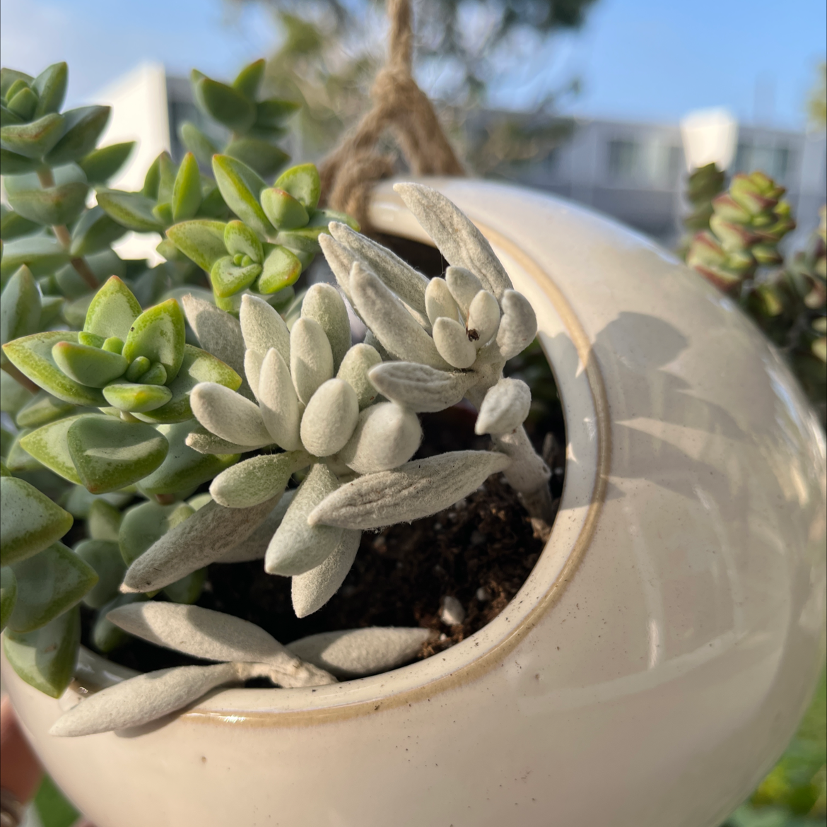 Woolly Senecio plant in a hanging pot, healthy with thick, fleshy leaves.