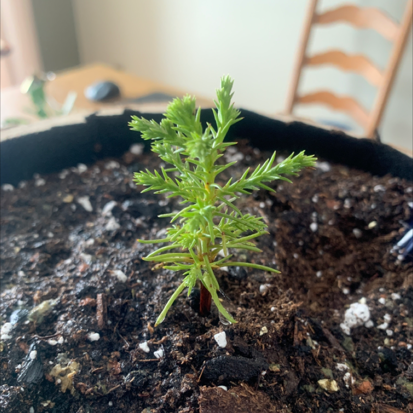 Young Redwood plant in a pot with visible soil, healthy green foliage.