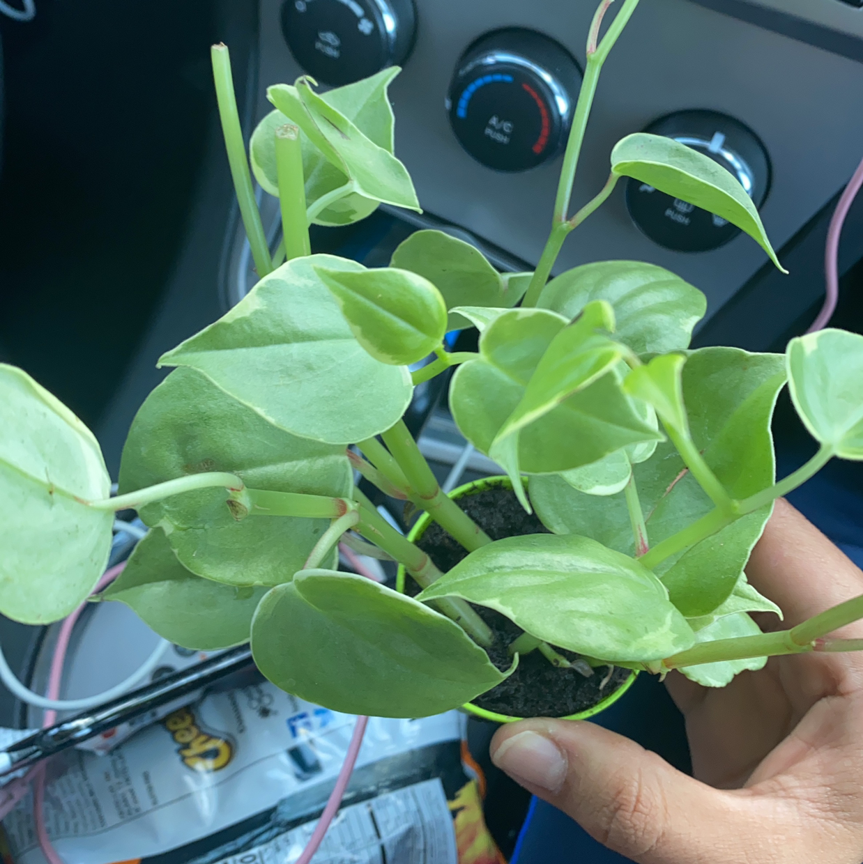 Close-up of a healthy, glossy green Vining Peperomia plant with cupped leaves, held by a human hand to showcase its vibrant appearance.
