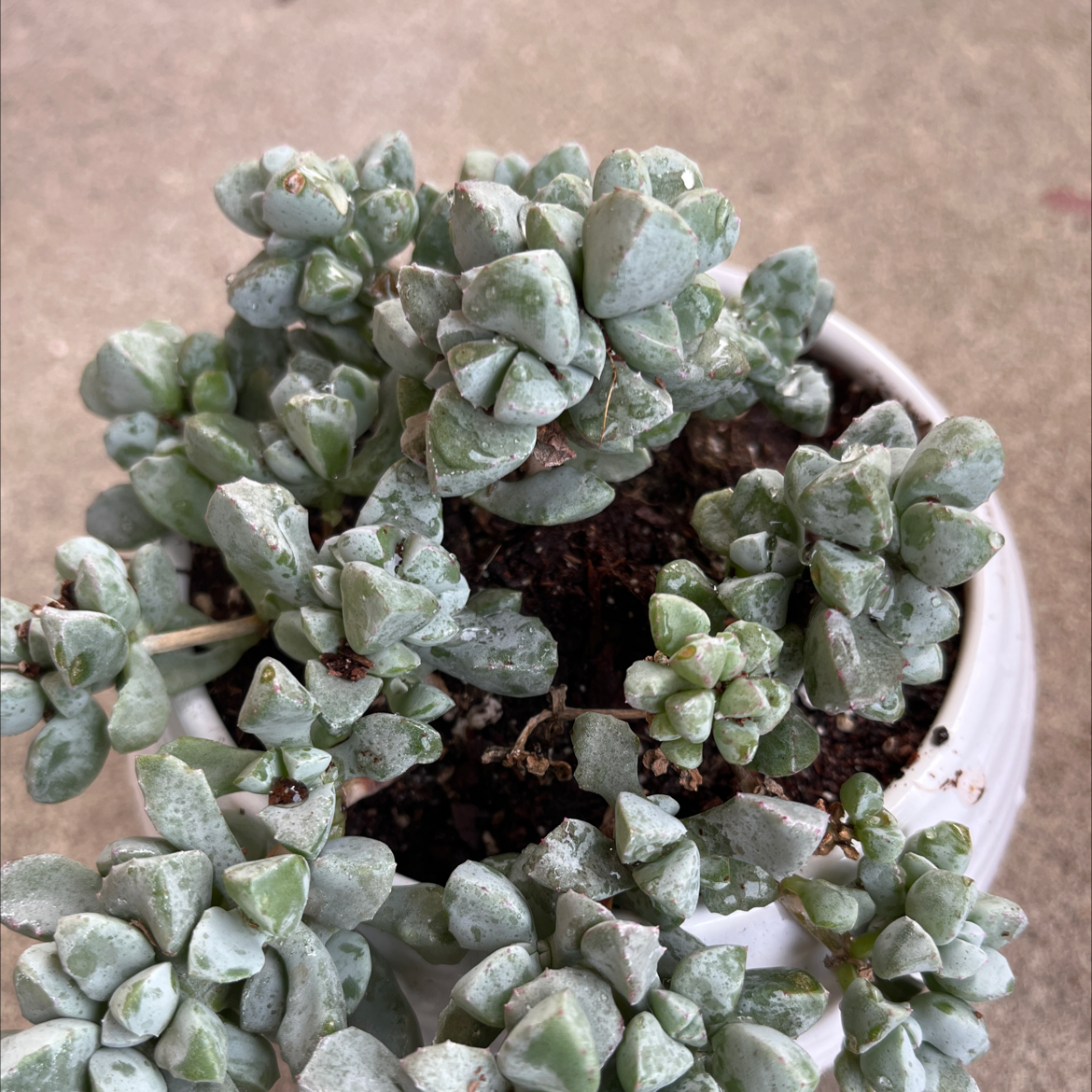 Purdy's Stonecrop succulent in a white pot with visible soil, well-framed and in focus.