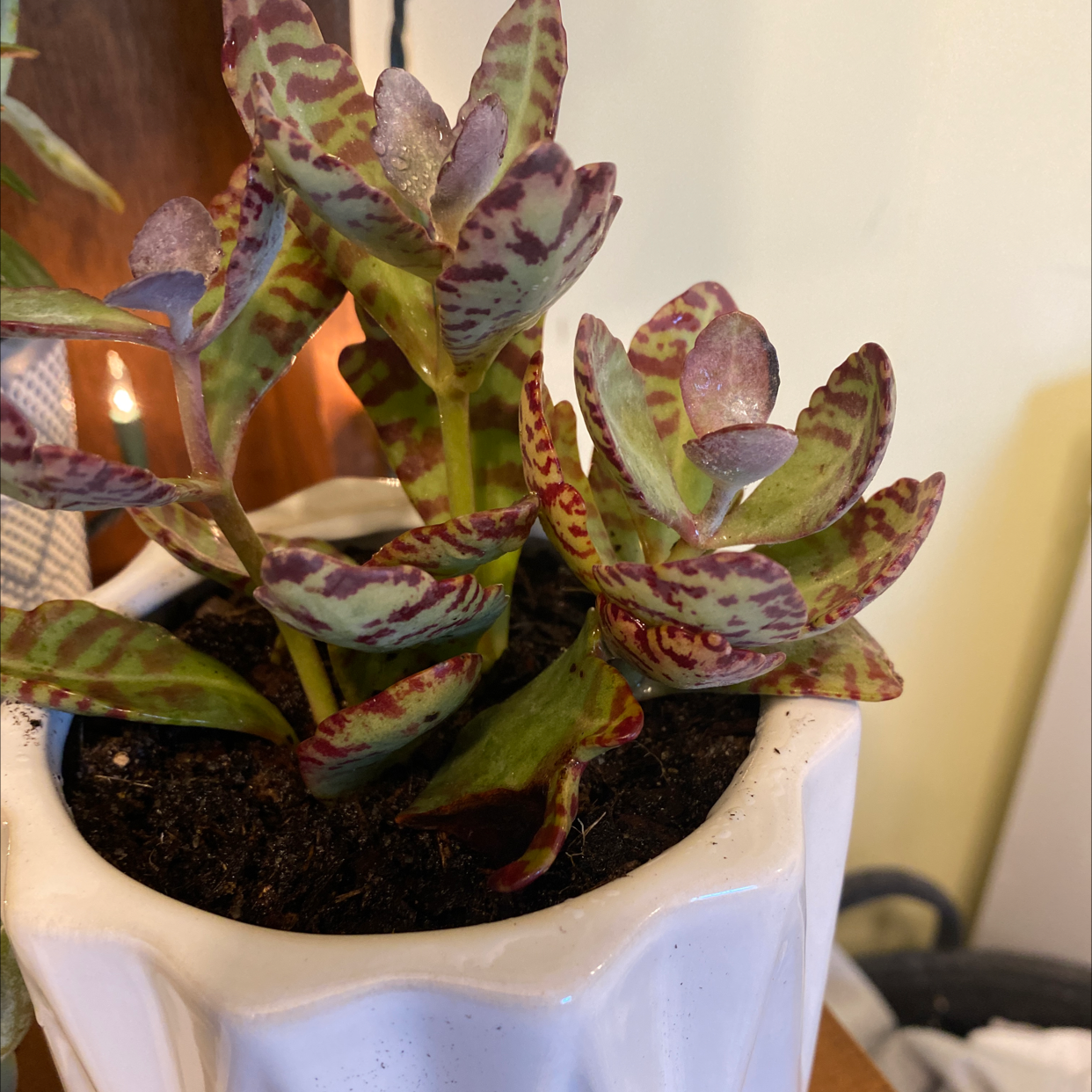 Donkey Ears succulent plant in a white pot with red and green patterned leaves.