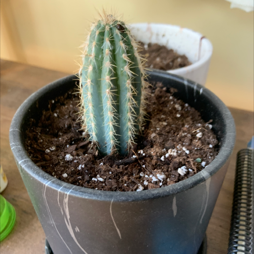 Photo of the plant species Variegated Blue Flame by Billie named Lex on Greg, the plant care app