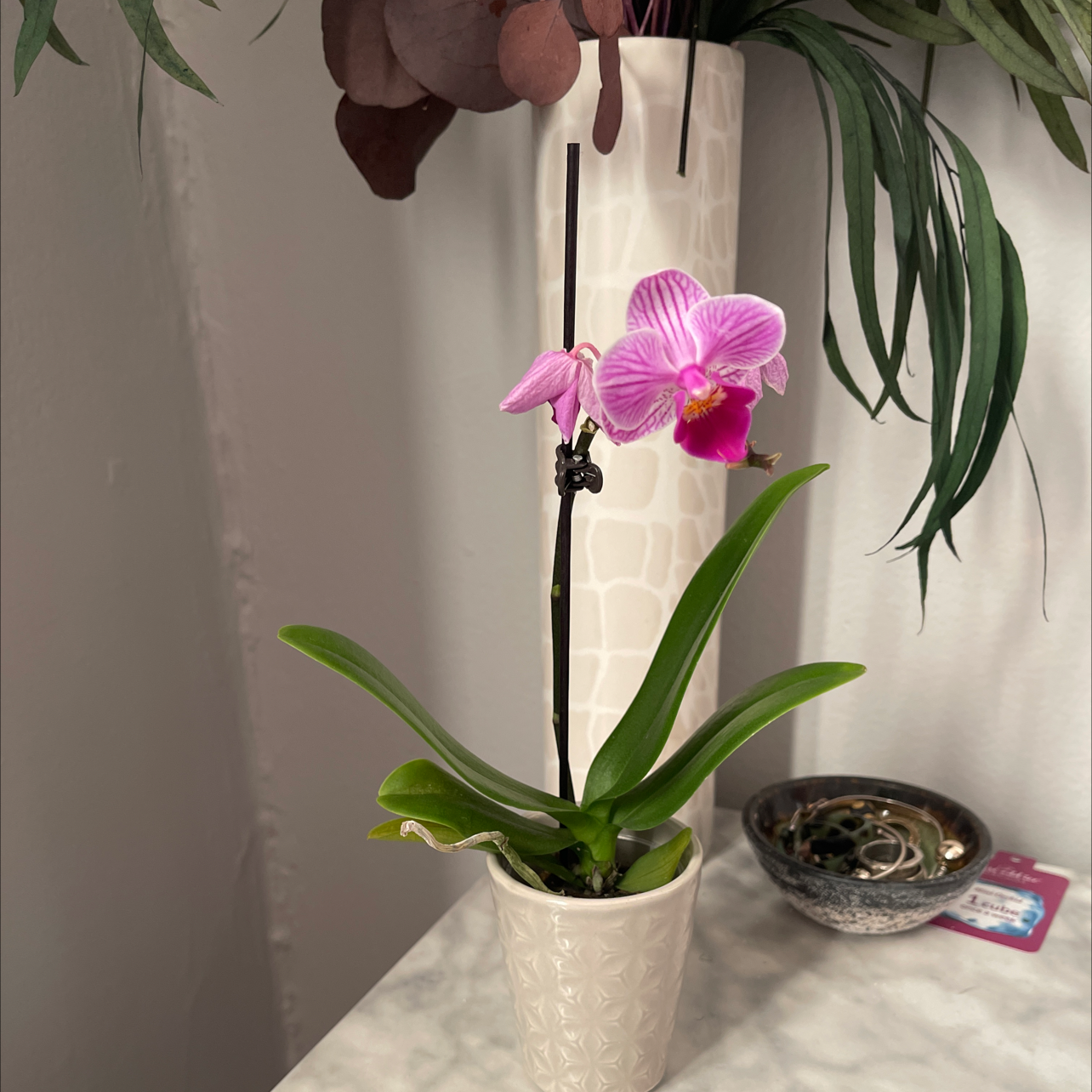 Potted Dendrobium Phalaenopsis orchid with pink flowers, healthy leaves, and decorative background.