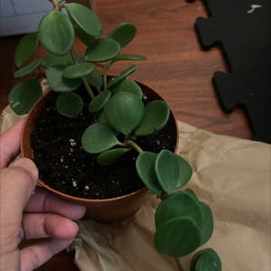 Peperomia 'Hope' plant photo by Olalaopal named Poppy’s Hope on Greg, the plant care app.