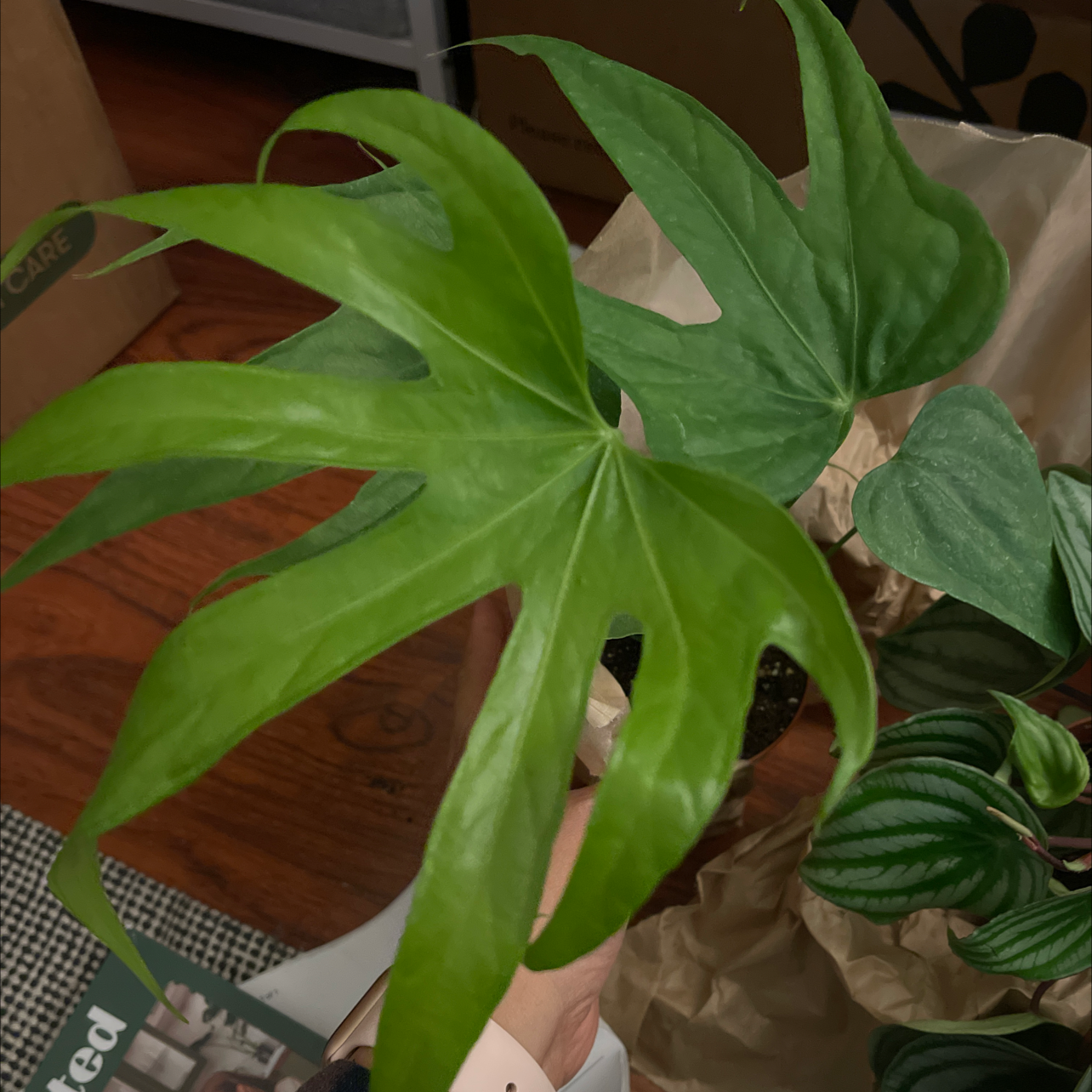 Healthy Anthurium Fingers plant with vibrant green leaves, well-framed and in focus.