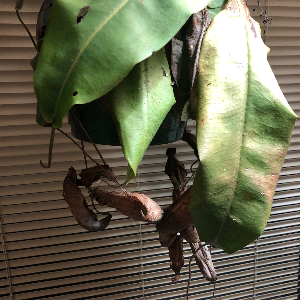 Nepenthes ventricosa Pitcher Plant with some browning leaves and pitchers, hanging in front of window blinds.