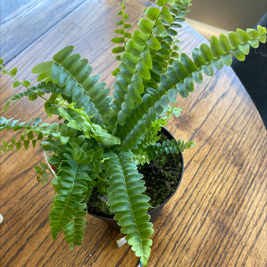 Healthy, lush erect sword fern with bright green fronds in a black plastic pot, well-framed against wood background.