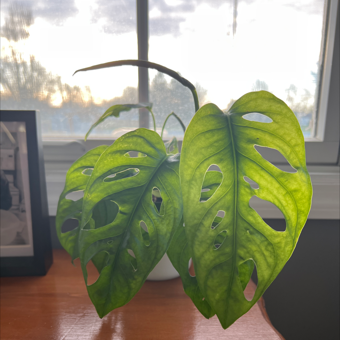 Monstera adansonii 'Laniata' plant with vibrant green leaves and characteristic holes near a window.