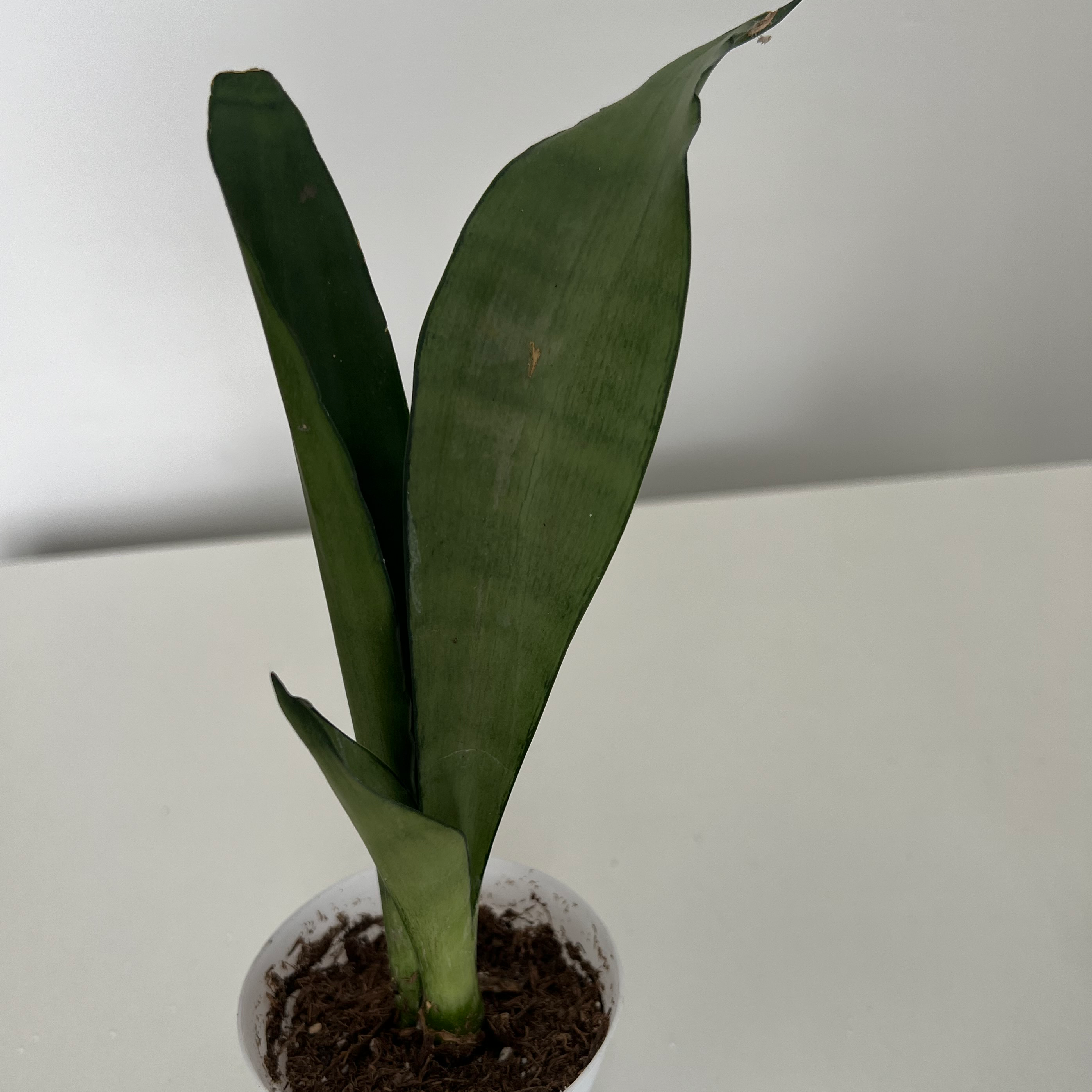 Silver Snake Plant plant photo by Carrie named Moonshine Snske Plant on Greg, the plant care app.