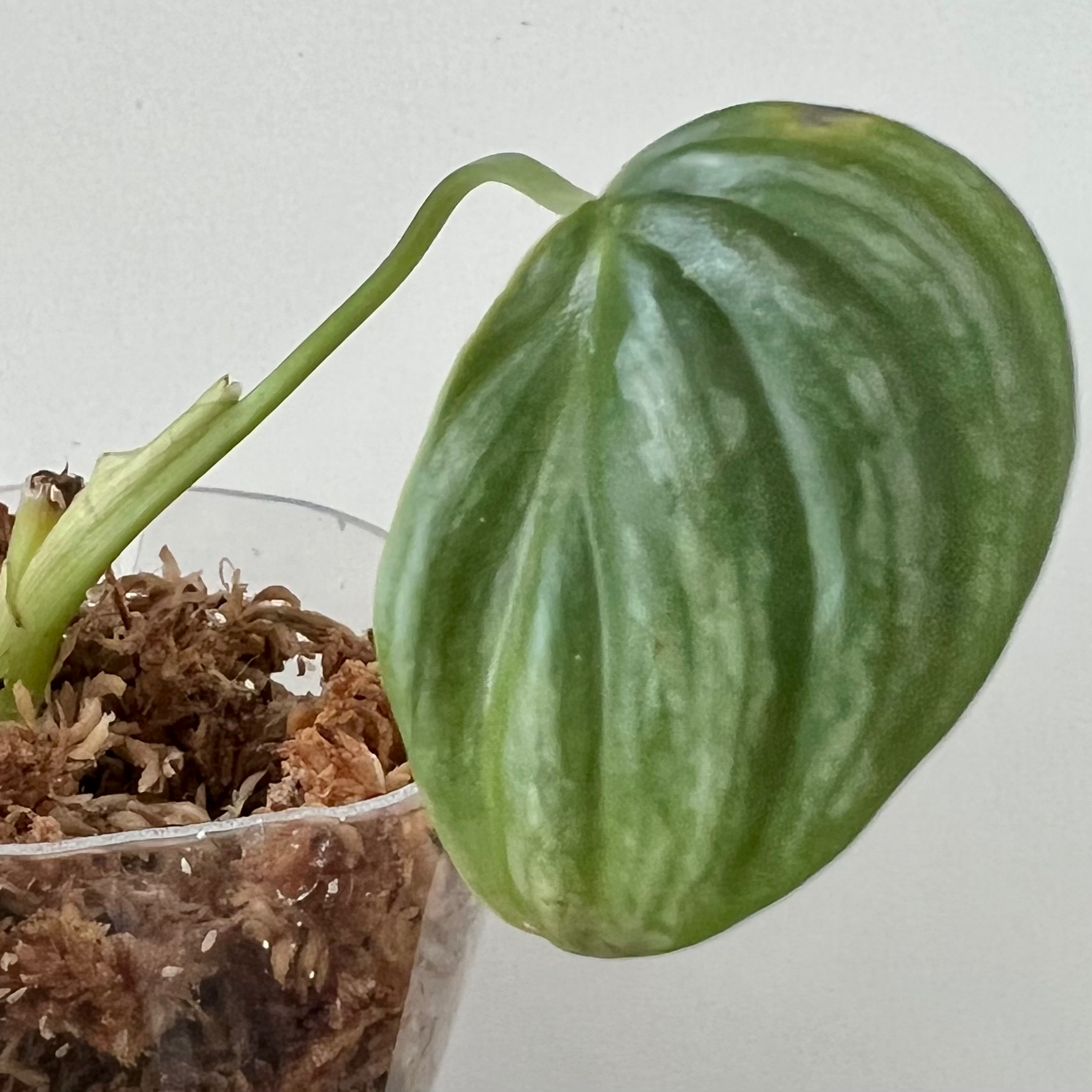 Philodendron plowmanii with a single healthy leaf in a clear container with visible soil.