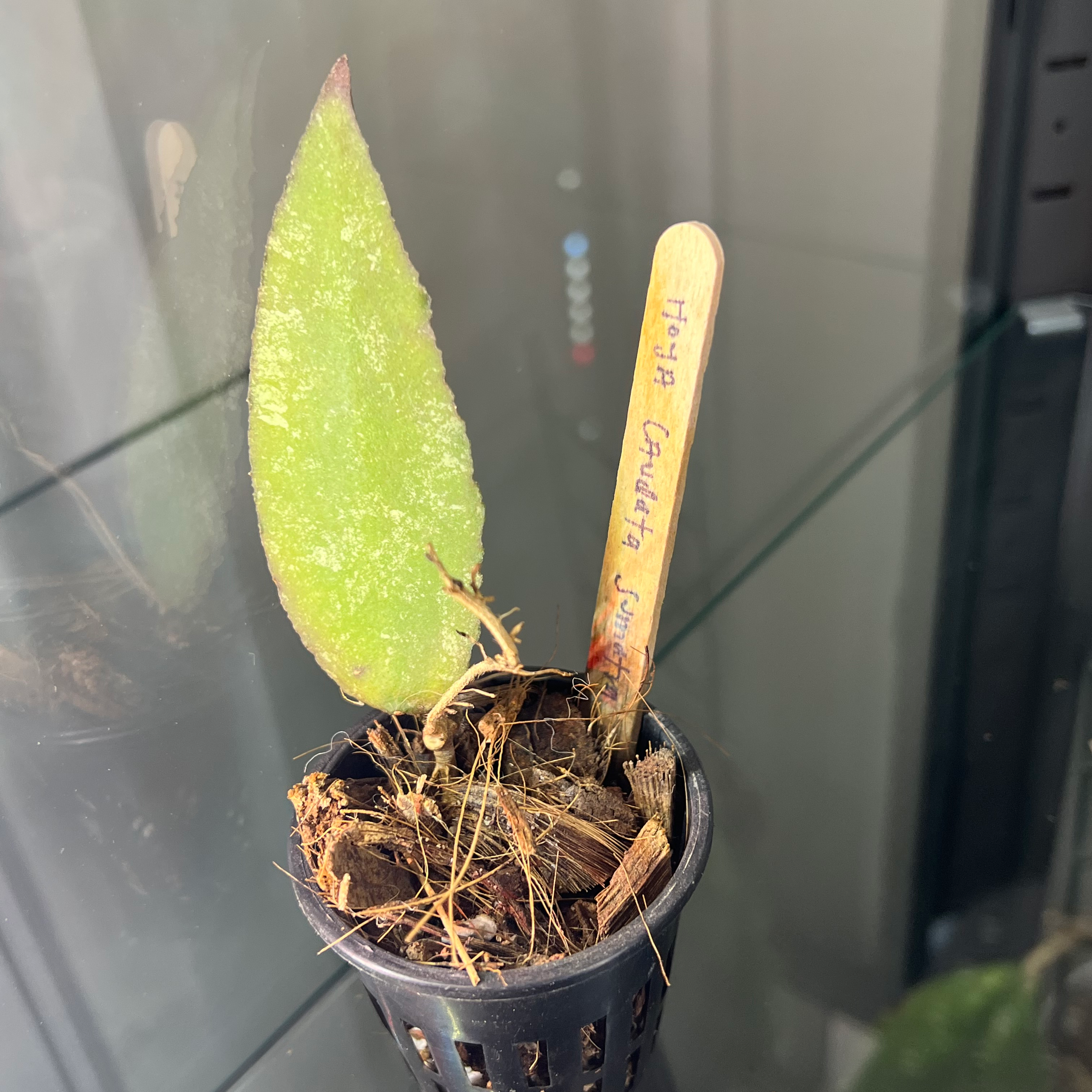 Hoya caudata Sumatra plant with a single healthy leaf in a small pot.