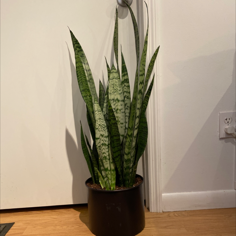 Zeylanica Snake Plant in a black pot indoors, healthy with upright variegated leaves.