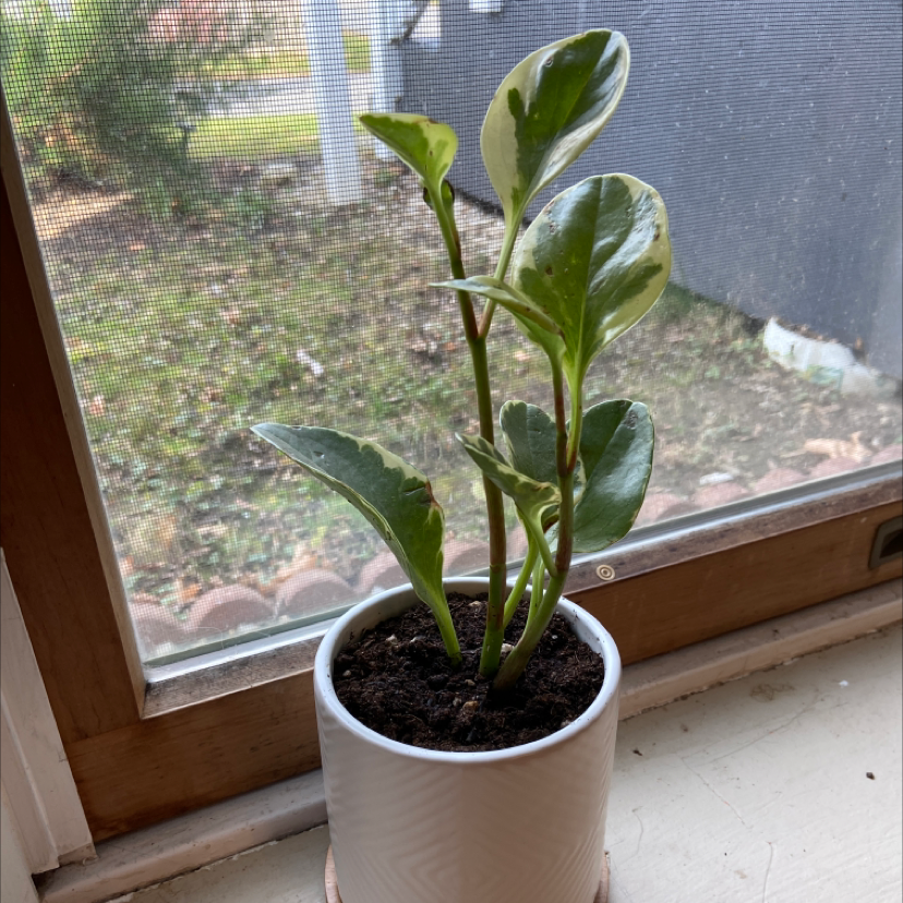 Variegated Baby Rubber Plant in a white pot on a windowsill.