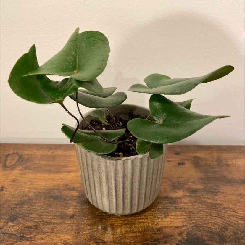 Potted Heart Fern with healthy green leaves on a wooden surface.