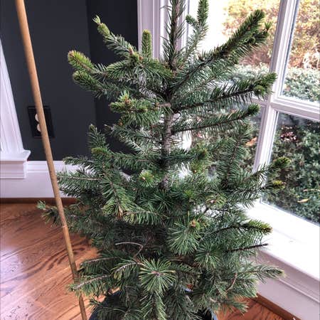 Photo of the plant species Blue Spruce by Mahesh named Christmas Tree on Greg, the plant care app