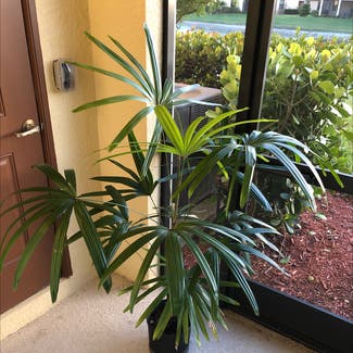 Rhapsis Palm plant in Venice, Florida