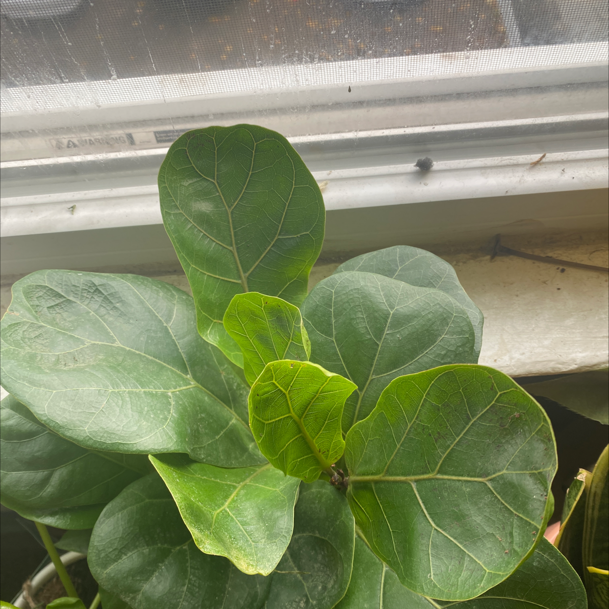 Dwarf Fiddle Leaf Fig plant near a window with mostly healthy green leaves and minor yellowing.