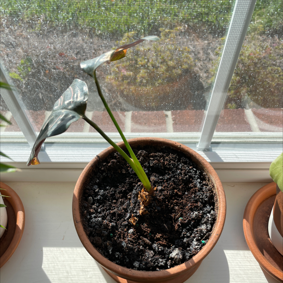 Pinstripe Calathea plant photo by @Meltantillo named Pinkie on Greg, the plant care app.