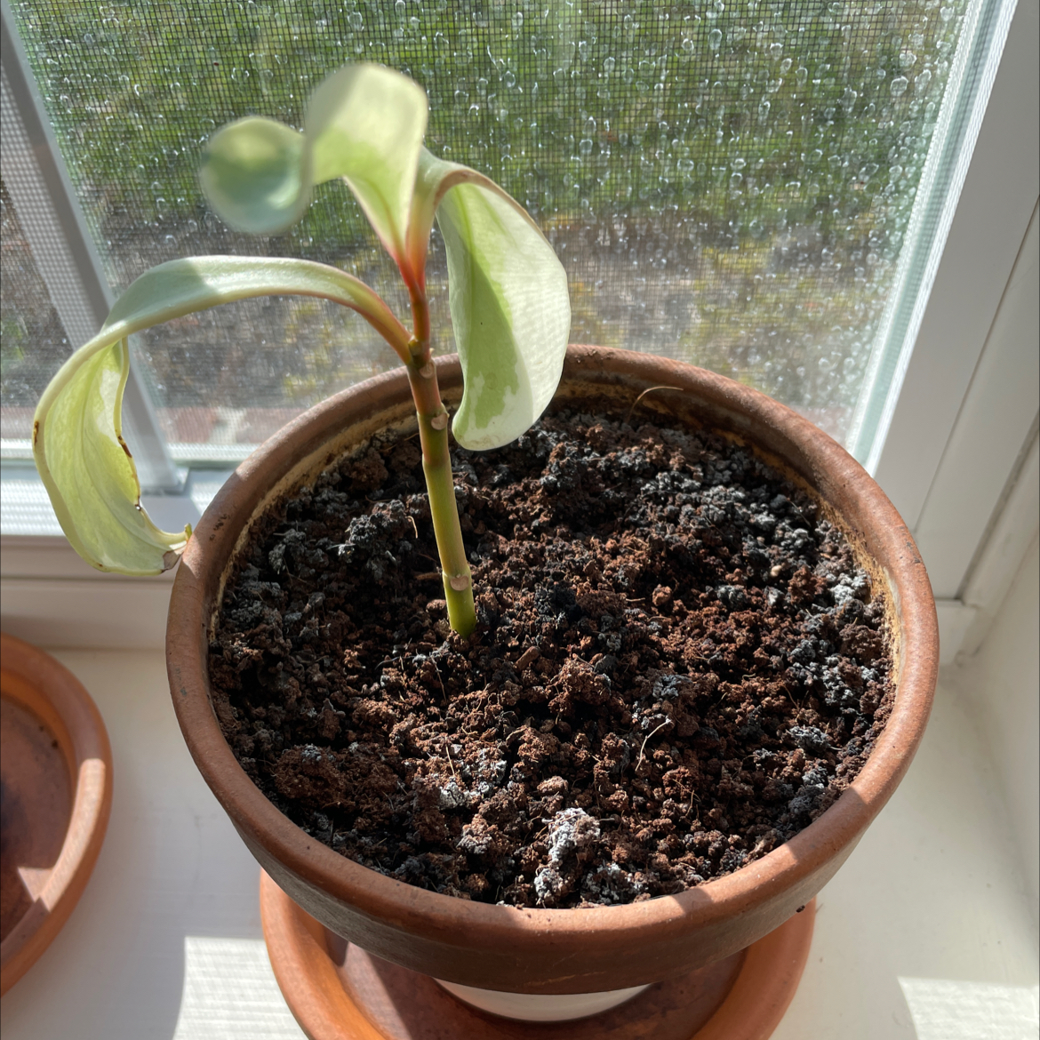 Jelly Plant plant photo by @Meltantillo named Surya on Greg, the plant care app.