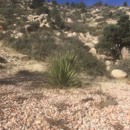 Photo of the plant species Dasylirion Wheeleri by Patti named Desert Spoon on Greg, the plant care app