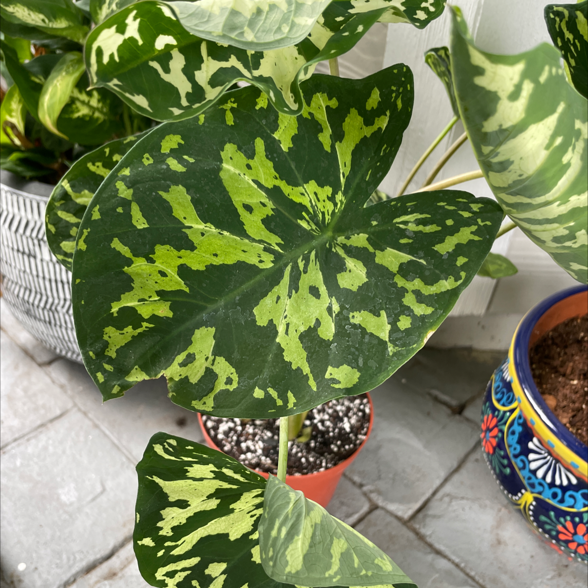 Caladium Hilo Beauty plant with variegated leaves in a pot, soil visible.