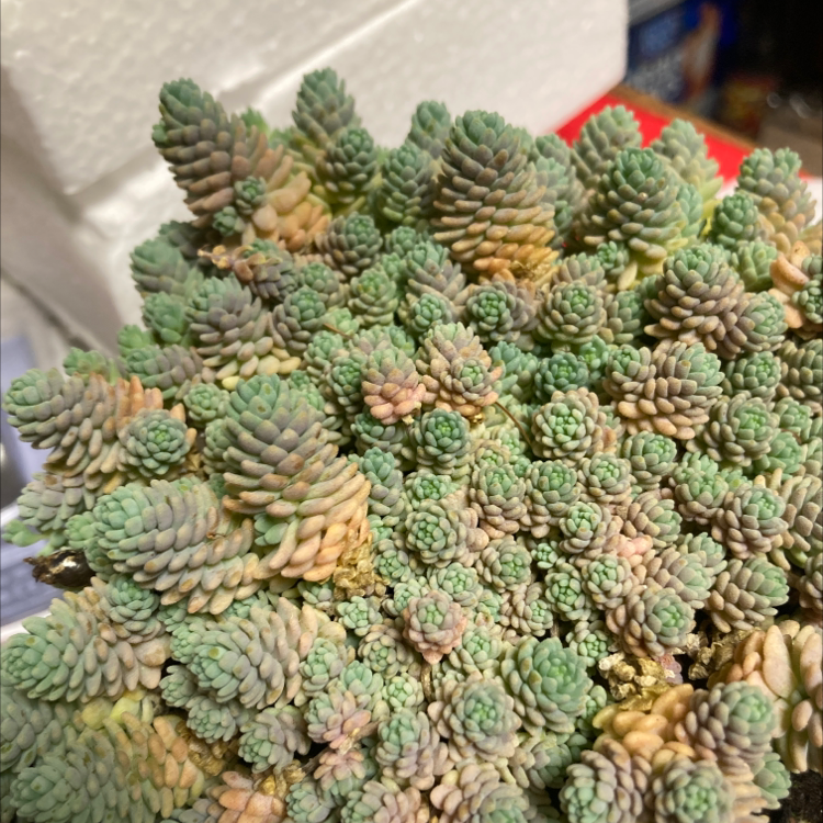 Photo of the plant species Corsican Stonecrop by Cassy named Tupot amaroot on Greg, the plant care app