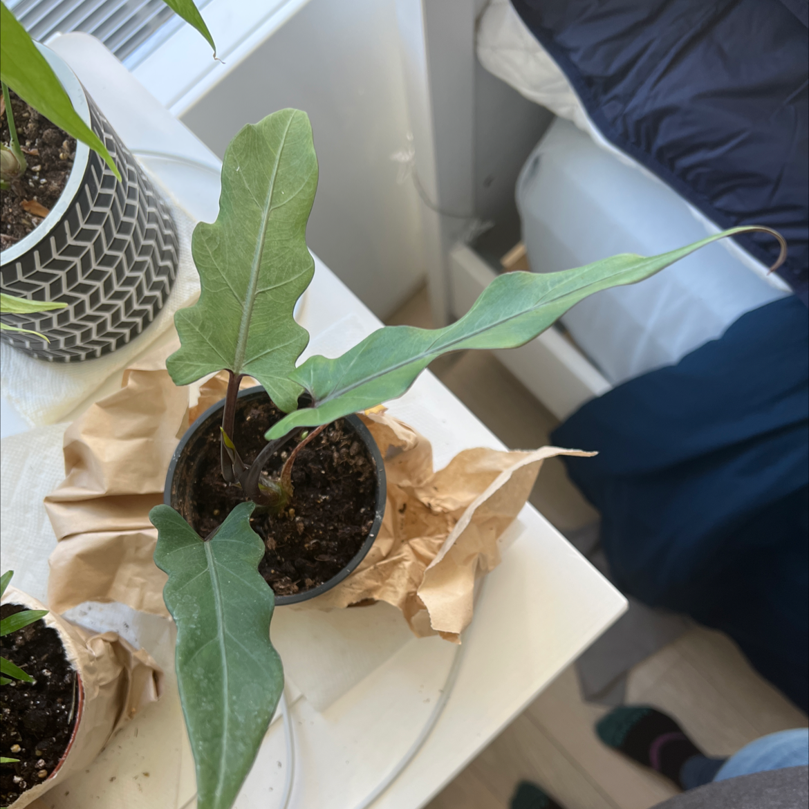 Potted Purple Sword plant with elongated green leaves on a table indoors.