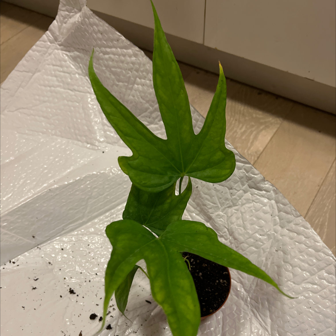 Anthurium Fingers plant with green leaves on a white textured surface.